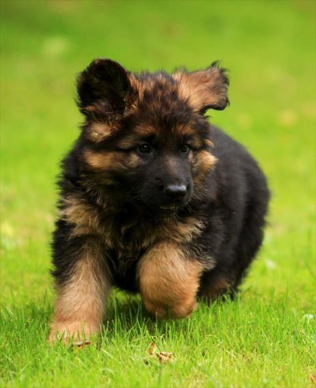 Image of GERMAN SHEPHERD posted on 2022-08-22 04:07:05 from PUNE